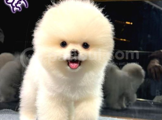 Muhteşem Güzelliğe Sahip Pomeranian Dişi Ve Erkek Bebeklerimiz