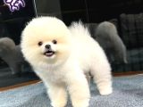 Muhteşem Güzelliğe Sahip Pomeranian Dişi Ve Erkek Bebeklerimiz