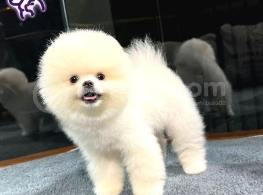 Muhteşem Güzelliğe Sahip Pomeranian Dişi Ve Erkek Bebeklerimiz görsel