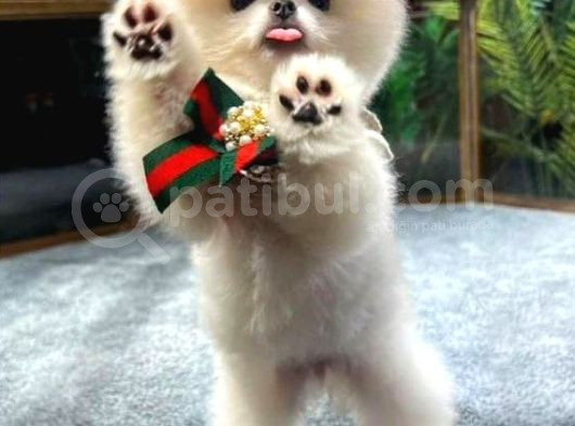 Muhteşem Güzelliğe Sahip Pomeranian Dişi Ve Erkek Bebeklerimiz görsel