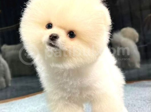 Muhteşem Güzelliğe Sahip Pomeranian Dişi Ve Erkek Bebeklerimiz görsel