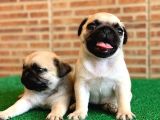 Orjinal Basık Burun Gül Kuyruk Dişi Ve Erkek Pug Yavrular