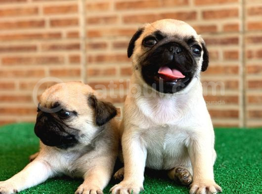 Orjinal Basık Burun Gül Kuyruk Dişi Ve Erkek Pug Yavrular görsel