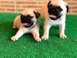 Orjinal Basık Burun Gül Kuyruk Dişi Ve Erkek Pug Yavrular
