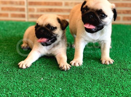 Orjinal Basık Burun Gül Kuyruk Dişi Ve Erkek Pug Yavrular görsel