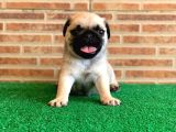 Orjinal Basık Burun Gül Kuyruk Dişi Ve Erkek Pug Yavrular