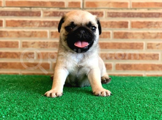Orjinal Basık Burun Gül Kuyruk Dişi Ve Erkek Pug Yavrular görsel
