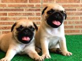 Orjinal Basık Burun Gül Kuyruk Dişi Ve Erkek Pug Yavrular