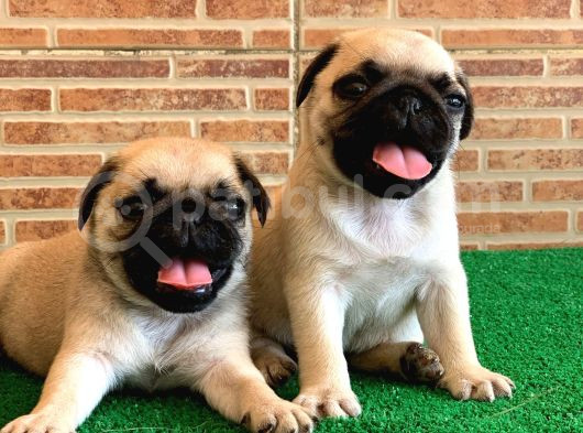 Orjinal Basık Burun Gül Kuyruk Dişi Ve Erkek Pug Yavrular görsel