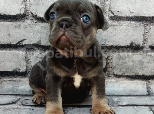 Efsane Güzelli̇kte Blue Tan Di̇şi̇ Ve Erkek Bebekleri̇mi̇z görsel