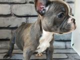 French Bulldog Blue Pi̇ed Di̇şi̇ Yavrumuz