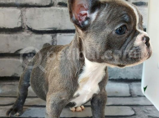 French Bulldog Blue Pi̇ed Di̇şi̇ Yavrumuz görsel