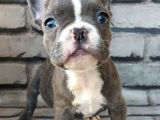French Bulldog Blue Pi̇ed Di̇şi̇ Yavrumuz