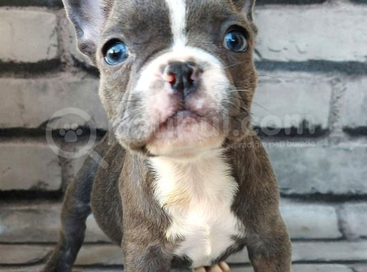 French Bulldog Blue Pi̇ed Di̇şi̇ Yavrumuz görsel