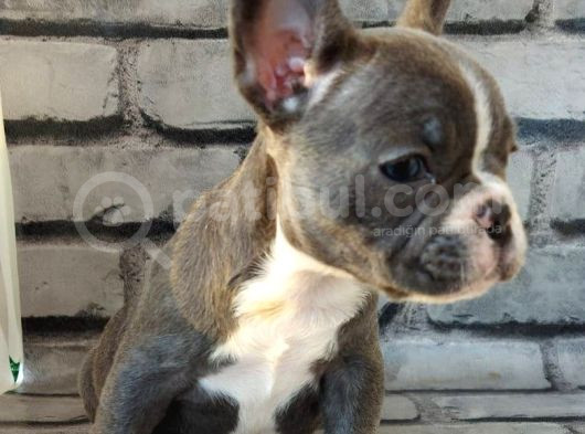 French Bulldog Blue Pi̇ed Di̇şi̇ Yavrumuz görsel