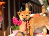 Orjinal shiba inu yavrular