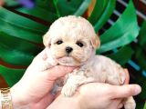 Hadi bakalım kimler hızlı korean poodle 1 bucuk kg