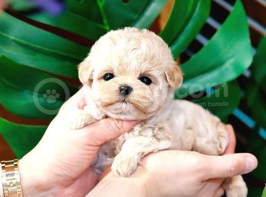 Hadi Bakalım Kimler Hızlı Korean Poodle 1 Bucuk Kg
