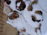 kendi köpegimizin yavruları anne baba kendi evlatlarımız