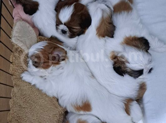 Kendi Köpegimizin Yavruları Anne Baba Kendi Evlatlarımız