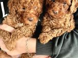 0 numara koyu renk toy poodle yavrularımız