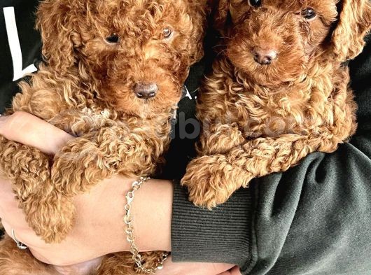 0 Numara Koyu Renk Toy Poodle Yavrularımız