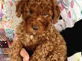 0 Numara Koyu Renk Toy Poodle Yavrularımız