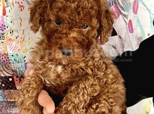 0 Numara Koyu Renk Toy Poodle Yavrularımız görsel