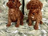 0 Numara Koyu Renk Toy Poodle Yavrularımız