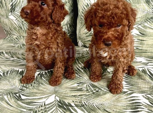 0 Numara Koyu Renk Toy Poodle Yavrularımız görsel