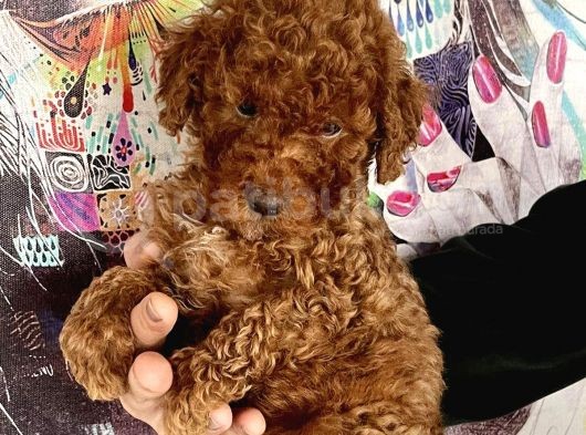 0 Numara Koyu Renk Toy Poodle Yavrularımız görsel