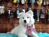 Ayi̇ Yavrusu Samoyed A Kali̇te Irk