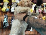 A Secereli Toy Poodle Yavrularımız