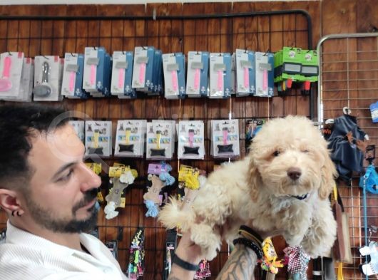 A Secereli Toy Poodle Yavrularımız görsel