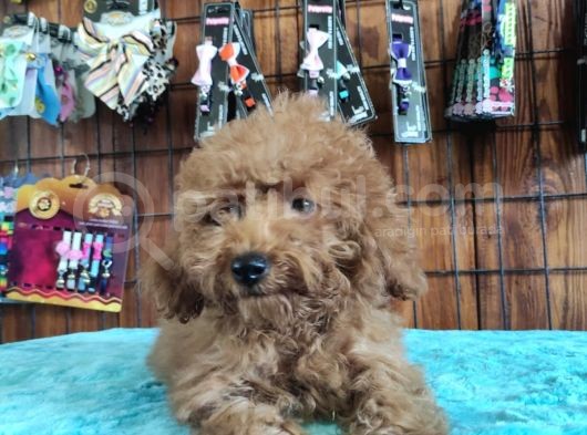 A Secereli Toy Poodle Yavrularımız görsel