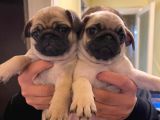 A kalite Irk Ve Sağlık Garantili Pug Yavrularımız