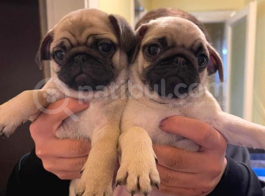A Kalite Irk Ve Sağlık Garantili Pug Yavrularımız