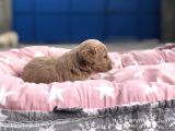 Maltipoo