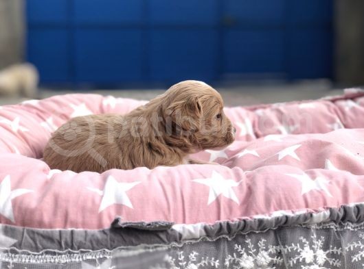 Maltipoo görsel