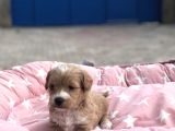 Maltipoo