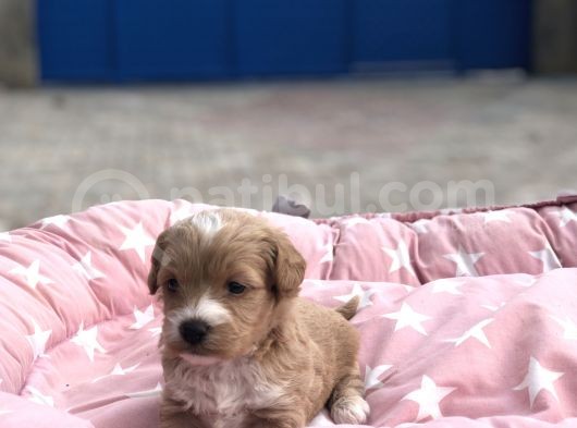 Maltipoo görsel