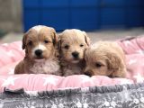 Maltipoo