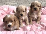 Maltipoo