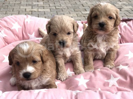 Maltipoo görsel
