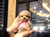 Kore toypoodle orjınal resımler