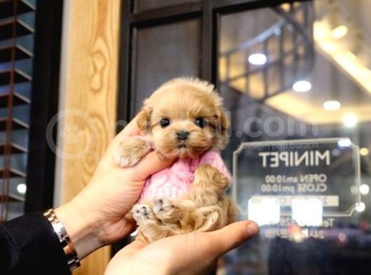 Kore Toypoodle Orjınal Resımler