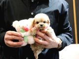 Kore Toypoodle Orjınal Resımler