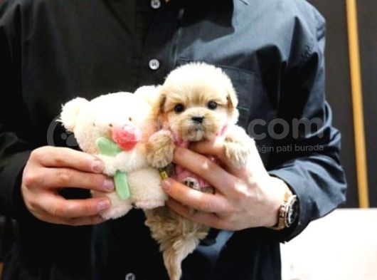 Kore Toypoodle Orjınal Resımler görsel