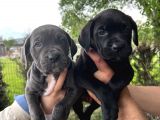 Görenleri Hayran Bırakacak Cane Corso Yavrular