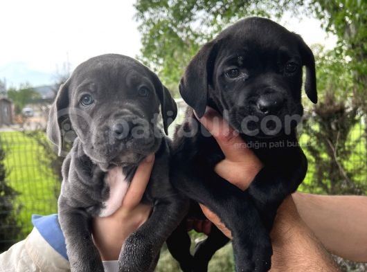 Görenleri Hayran Bırakacak Cane Corso Yavrular görsel